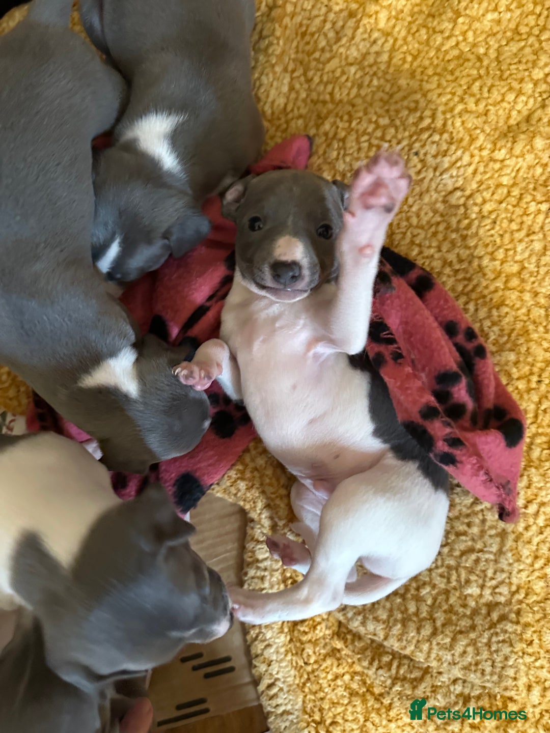 Mixed Breed dogs for sale: Adorable whippet x Italian greyhound pups !!! - Image 13