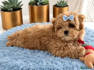 Maltipoo dogs 💎Last Quality Asian Maltipoo DNA clear💎🧸 - Advert 18