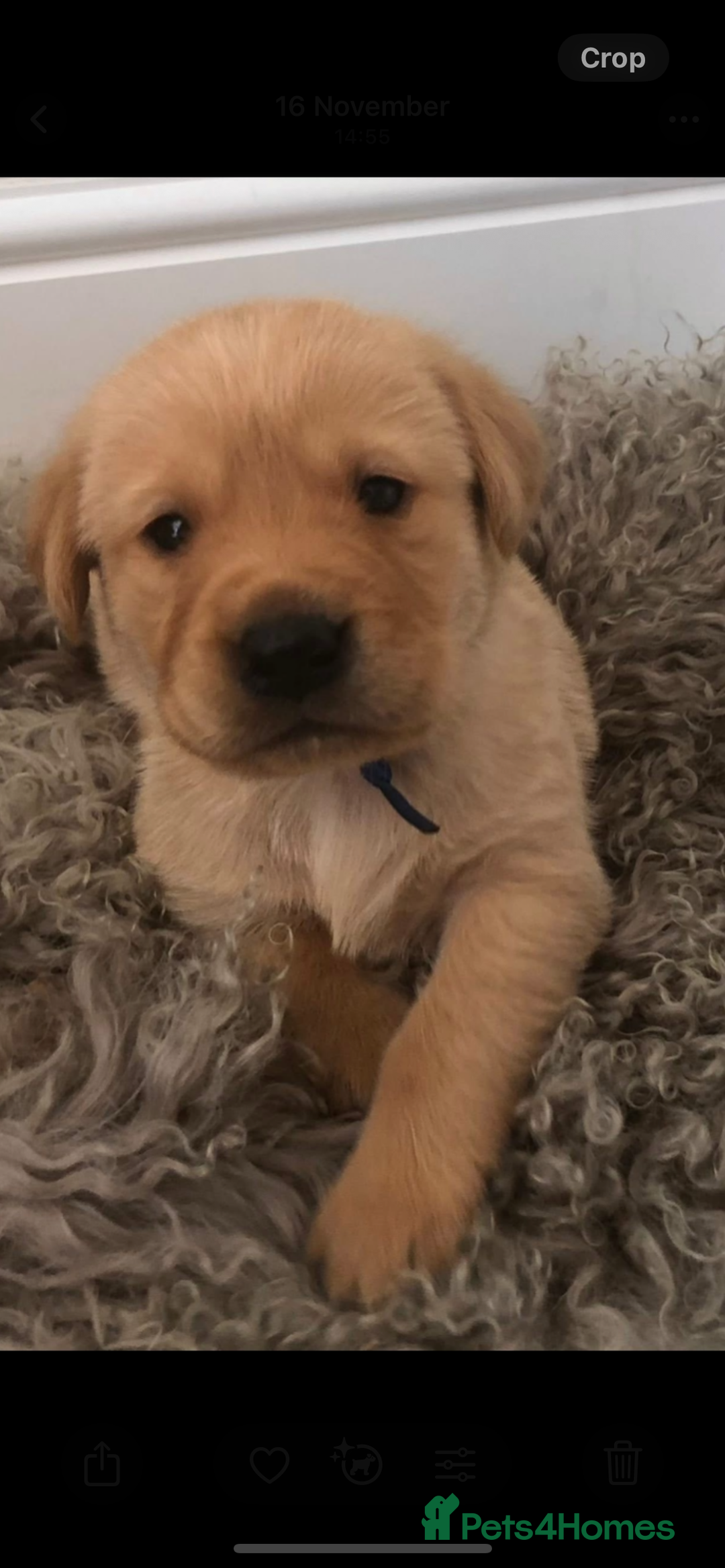 Labrador Retriever dogs for sale: Beautiful chunky fox red labradors 1 BOY LEFT  - Advert 4