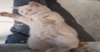 British Shorthair cats in Barnsley - Advert 3