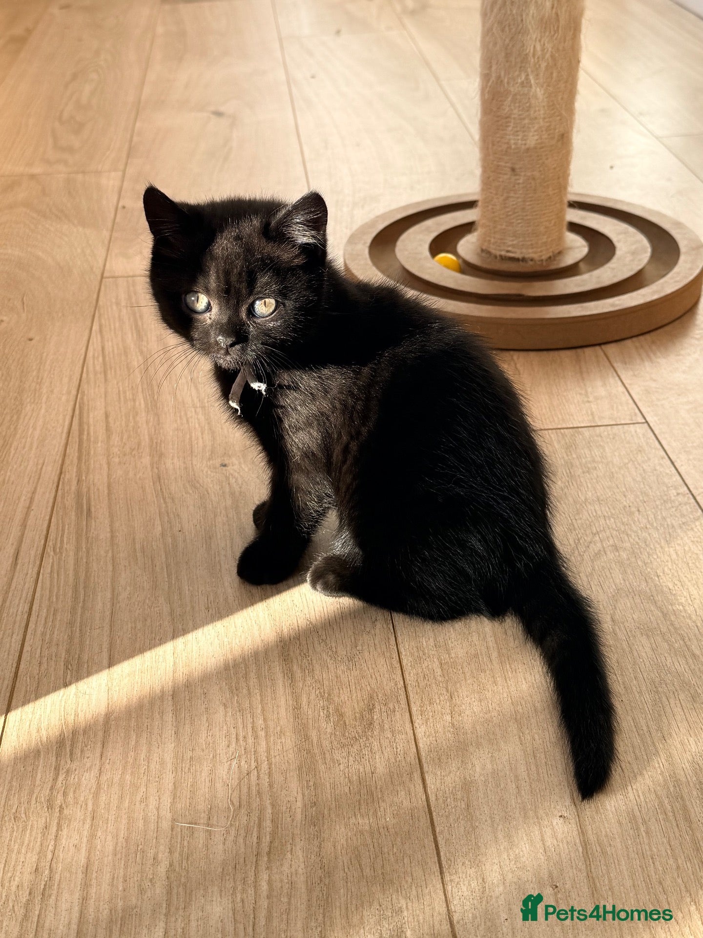 British Shorthair cats for sale:  🐱Last 2 dark kittens looking for loving homes - Advert 2