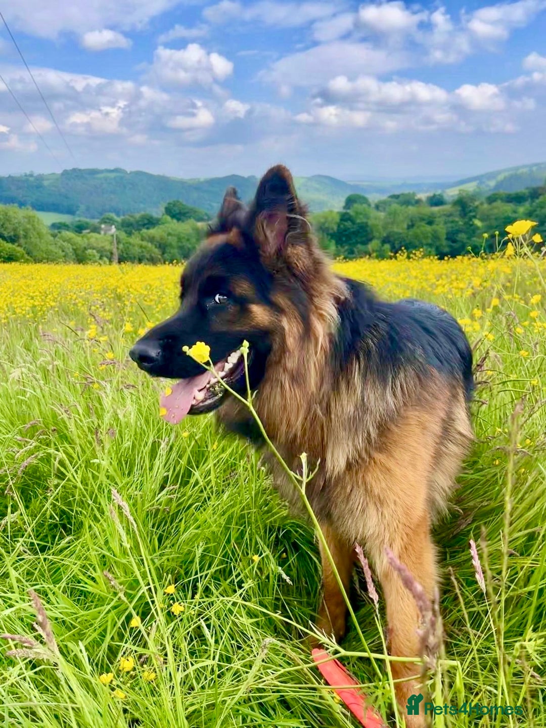 German Shepherd dogs for sale: Puppies - Long hair/Straight back German Shepherd - Advert 28