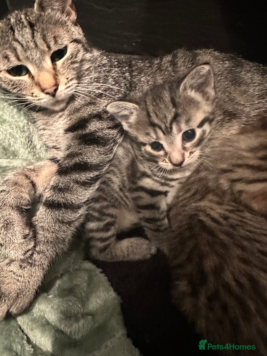 Mixed Breed cats for sale: Placid Tabby Girls  - Image 15