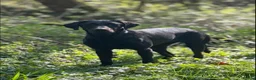 Labrador Retriever dogs for sale: Exceptional fully health tested Dark Red & Black  - Advert 14