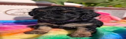 Cavapoo dogs for sale: Stunning Black & tan F1 Toy Cavapoo Puppies  - Advert 19
