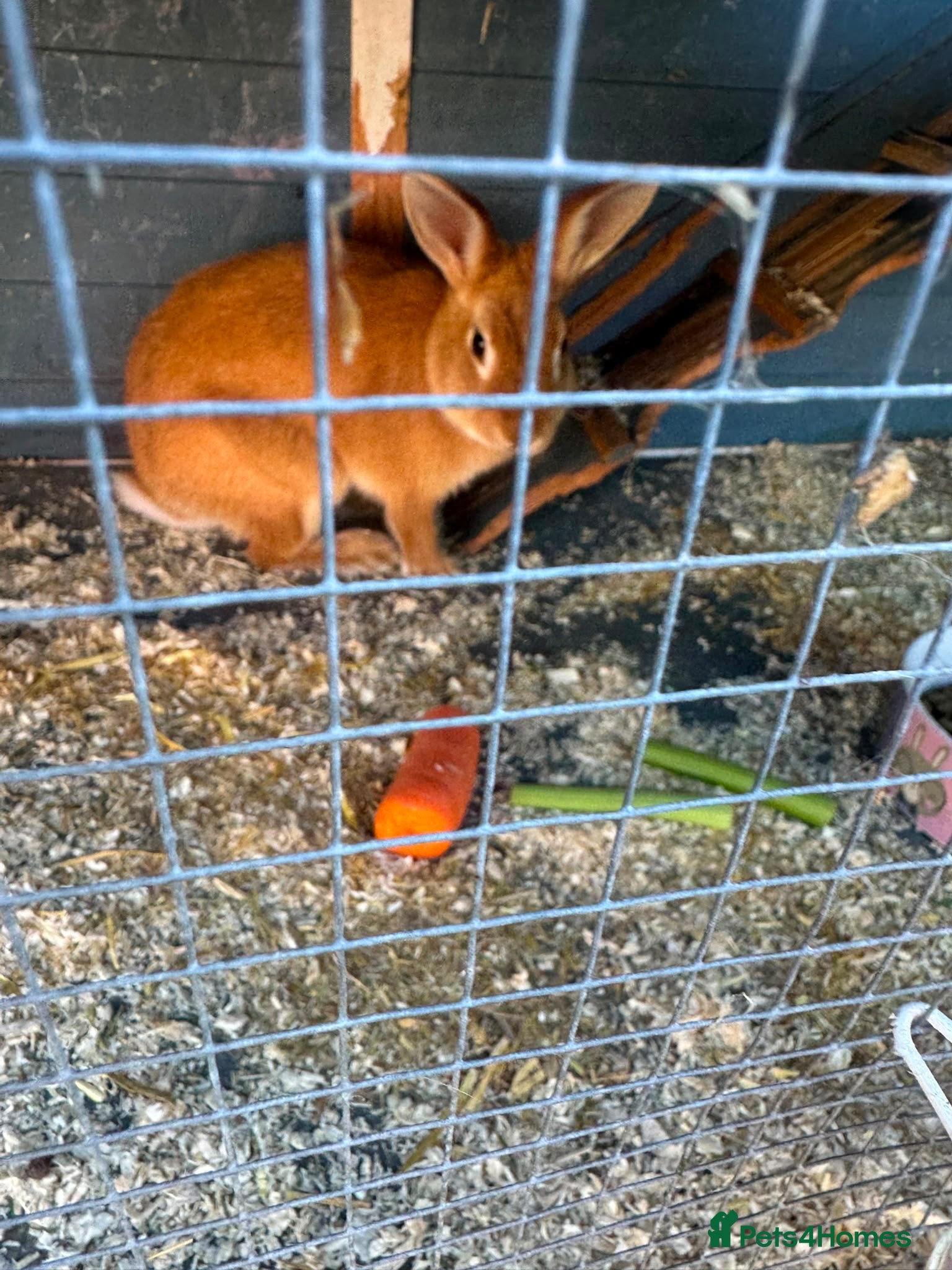 Rex rabbits 2 females Rabbits. With cage and accessories  - Advert 2