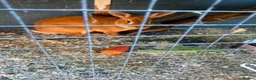 Rex rabbits for sale: 2 females Rabbits. With cage and accessories  - Advert 3