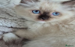Ragdoll cats for sale: TWO LEFT.*** SEAL MINK SEAL TABBY MINK - Image 10