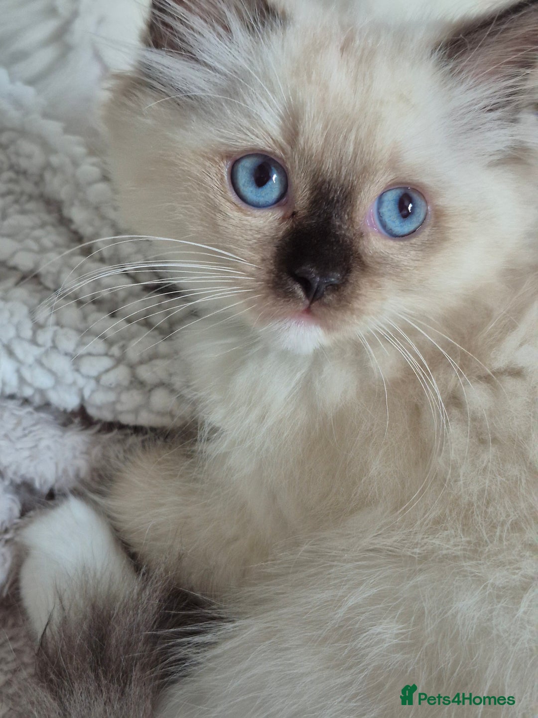 Ragdoll cats for sale: TWO LEFT.*** SEAL MINK SEAL TABBY MINK - Image 10