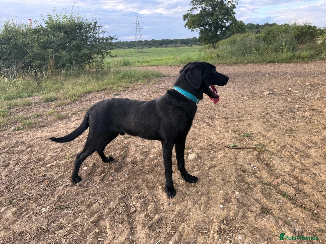 Labrador Retriever dogs for sale: 1.5 year old male Labrador  - Advert 1
