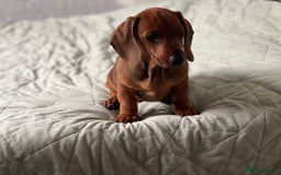 Dachshund dogs for sale: Dachshund puppy’s one boy and four girls  - Image 1