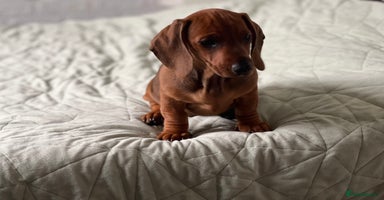 Dachshund dogs - Advert 4