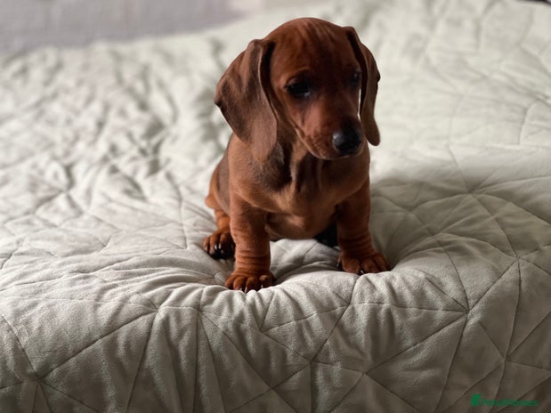 Dachshund dogs - Advert 1