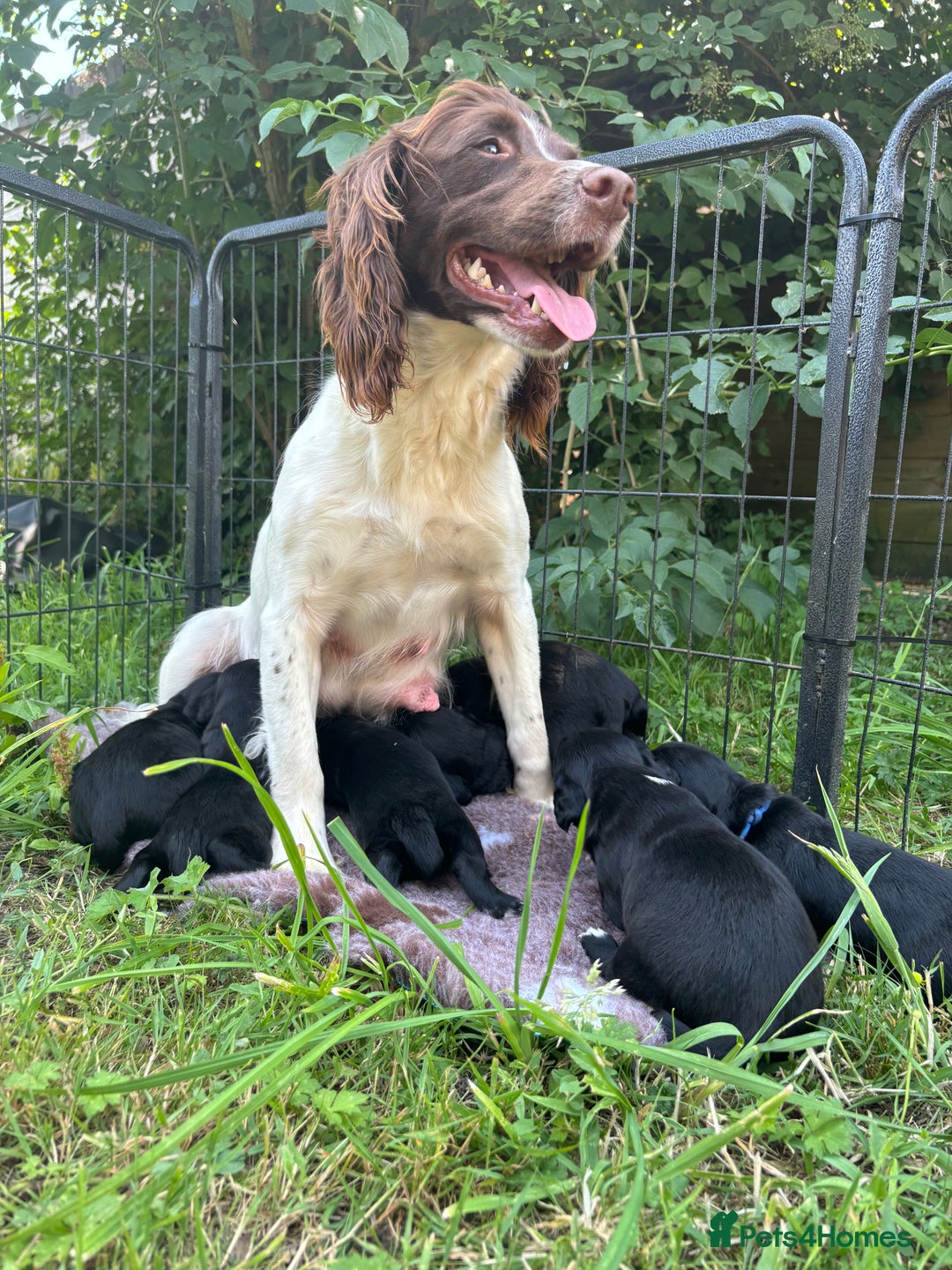 Sprocker dogs for sale: Last F1 sprocker boy ready now - Image 8