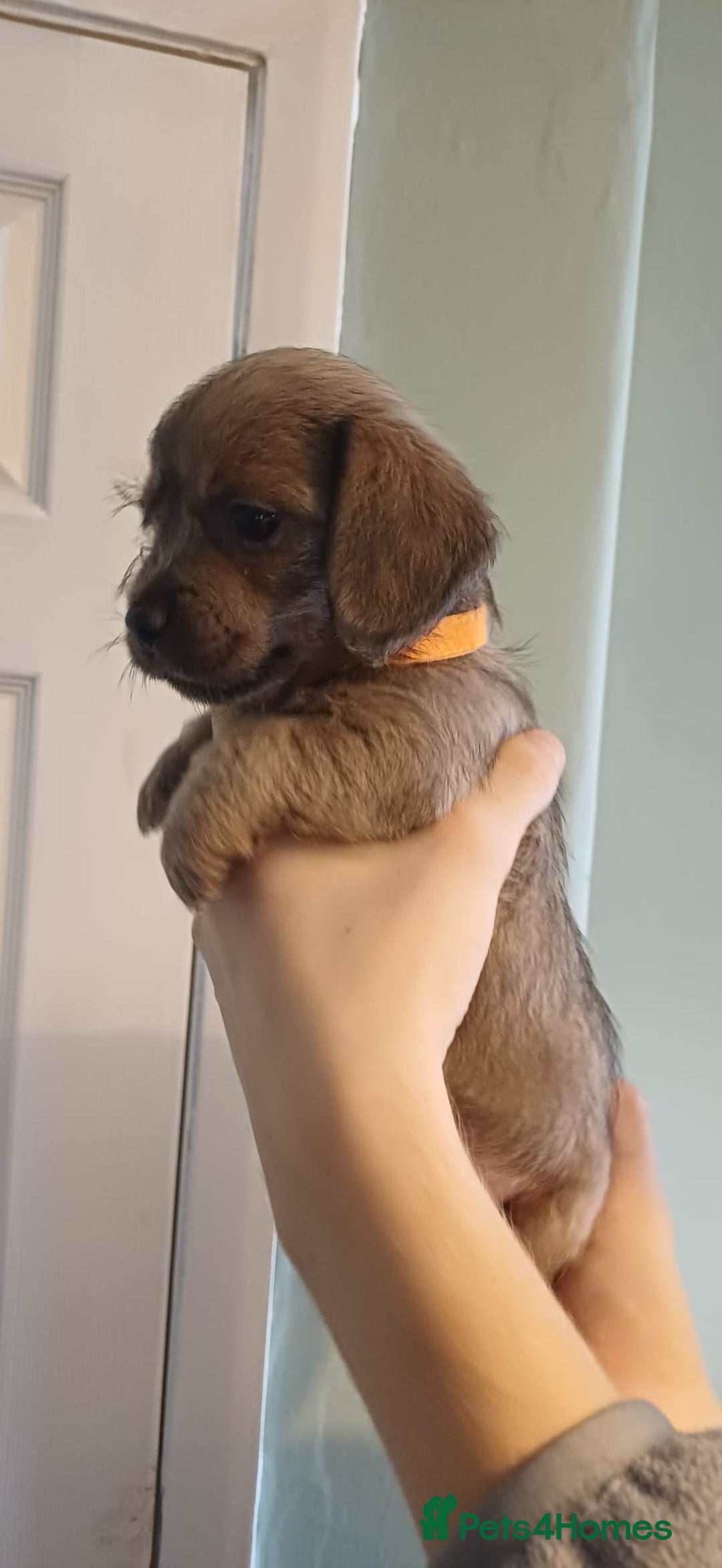 Mixed Breed dogs for sale: Beautiful schweenie babies - Image 3