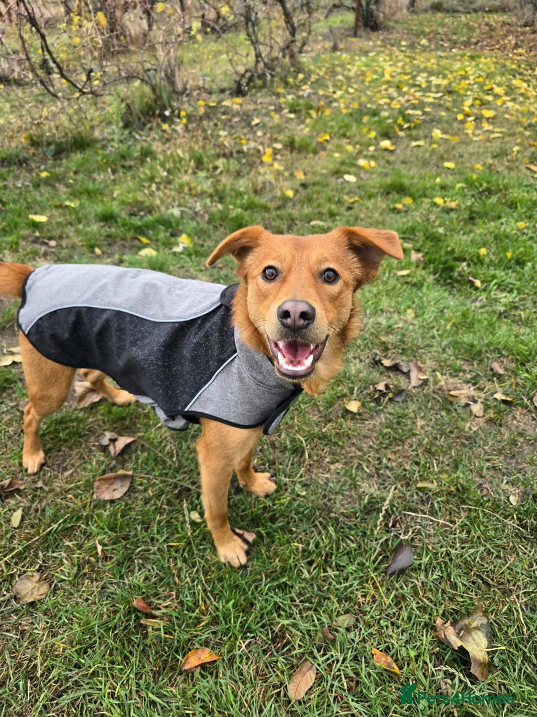 Mixed Breed dogs for adoption: 💙ARNY💙 -9 months beautiful boy needs home ASAP - Advert 12