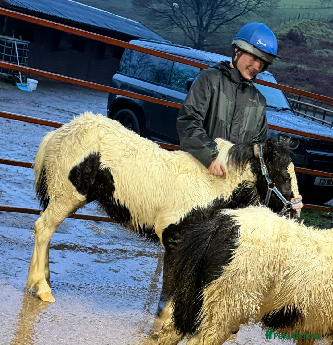 Shetland pony horses for sale: Two Gorgeous Yearling Shetland x Gypsy Cob Fillies - Advert 5