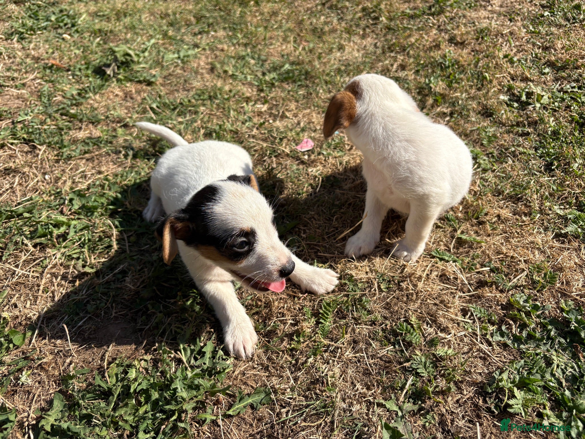 Jack Russell dogs Jack Russell girls  - Advert 5