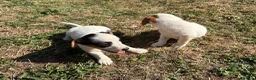 Jack Russell dogs for sale: Jack Russell girls  in Cardiff - Advert 5