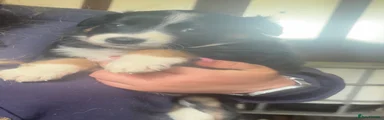 Border Collie 6