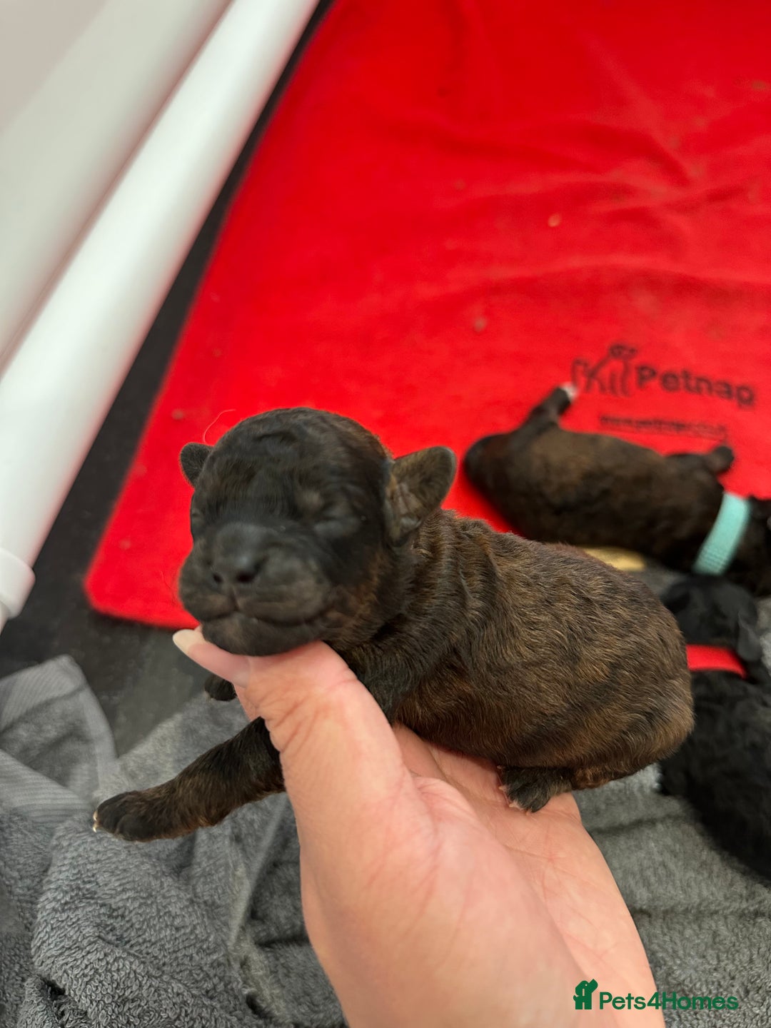 Toy Poodle dogs for sale: Kc Tiny toy poodles DNA 🧬 clear  - Advert 23