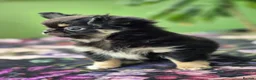 Chihuahua dogs for sale: Amazing Tiny Longcoat Chihuahua Puppies - Advert 27