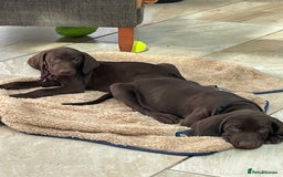 Mixed Breed dogs for sale: Stunning boys and girls available  - Image 9