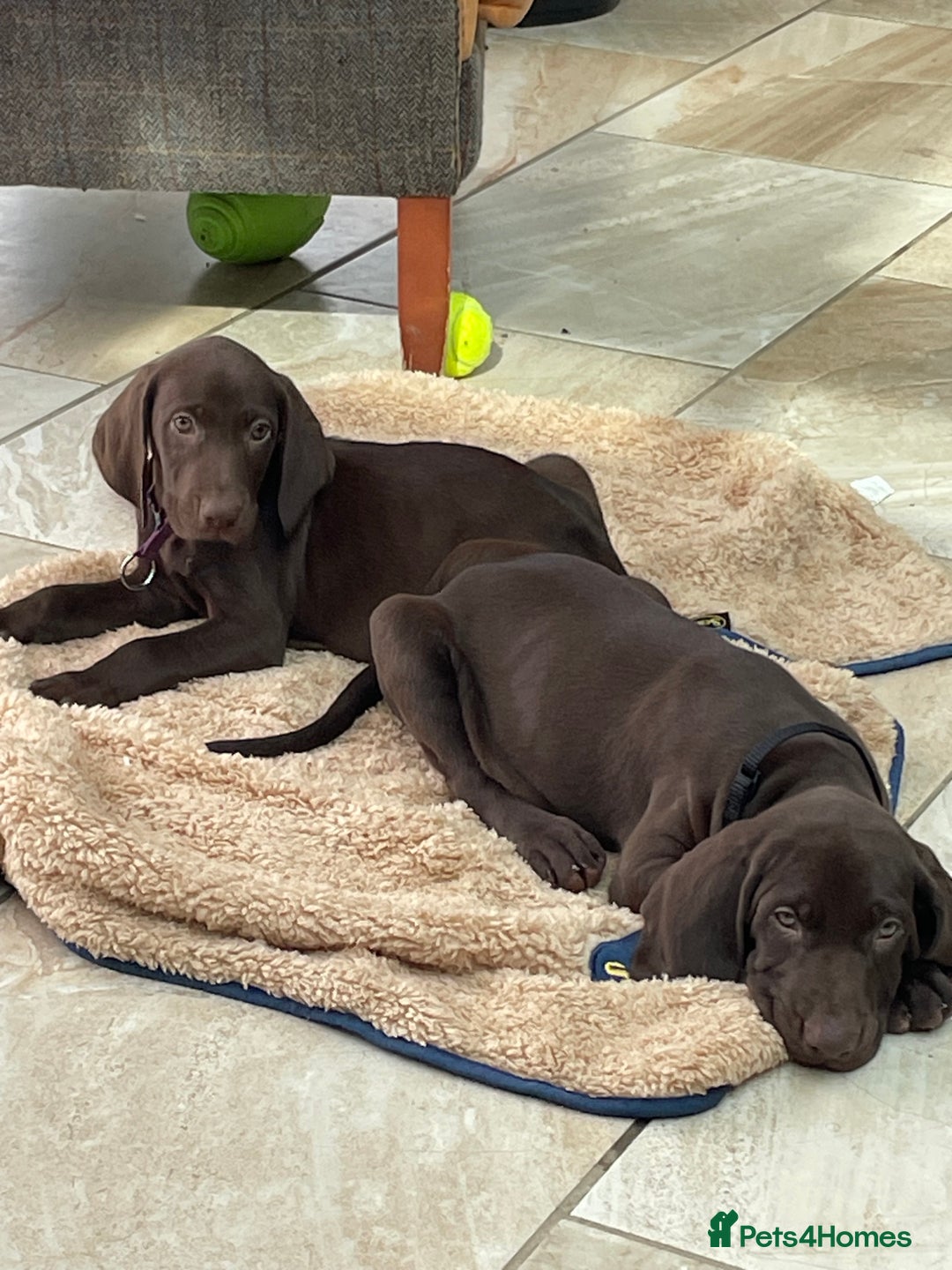 Mixed Breed dogs for sale: Stunning boys and girls available  - Image 9