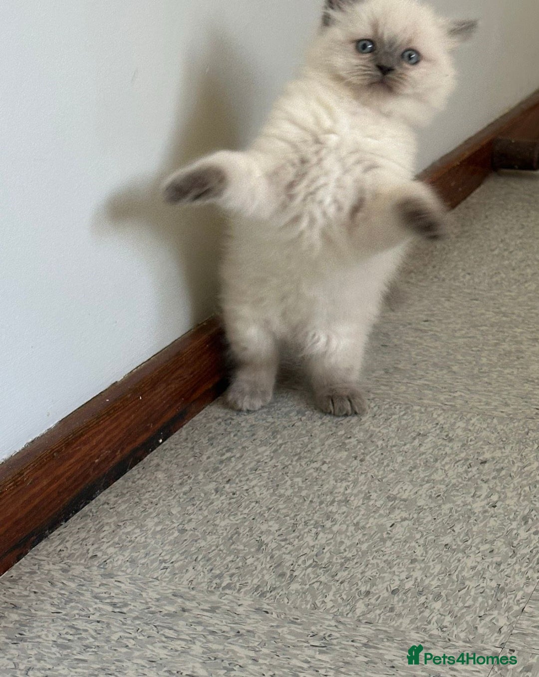 Ragdoll cats for sale: precious cuddle Ragdolls for good homes/families - Image 2
