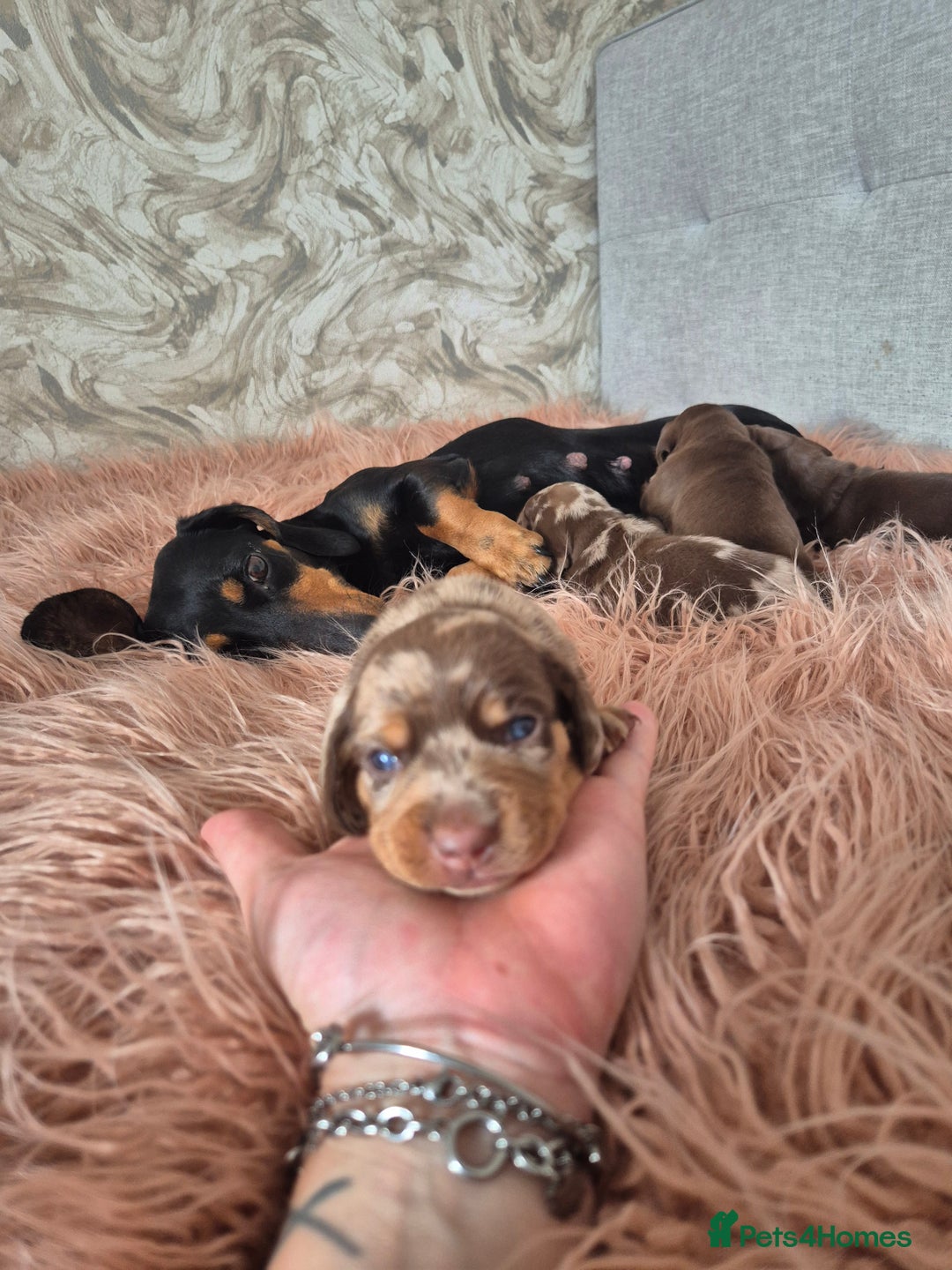 Dachshund dogs for sale: Miniature dachshund puppies PRA CLR - Image 20