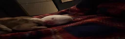 Jug dogs for sale: Stunning Jug Puppy Ready for 5-Star Home!  - Advert 25