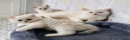 British Longhair cats for sale: ⭐️ BEAUTIFUL BLH & BSH FEMALE KITTENS   ⭐️ - Advert 10