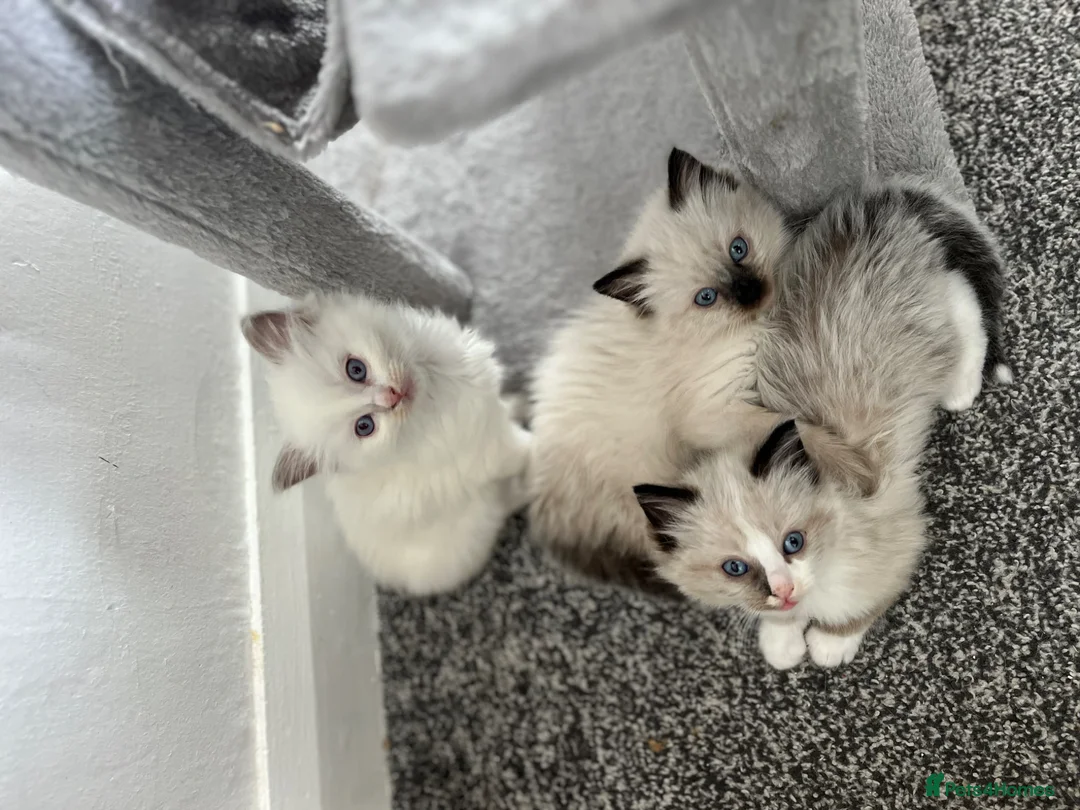 Ragdoll cats for sale: ⭐️Beautiful Ragdoll kittens for sale 🐾 in Preston - Advert 1