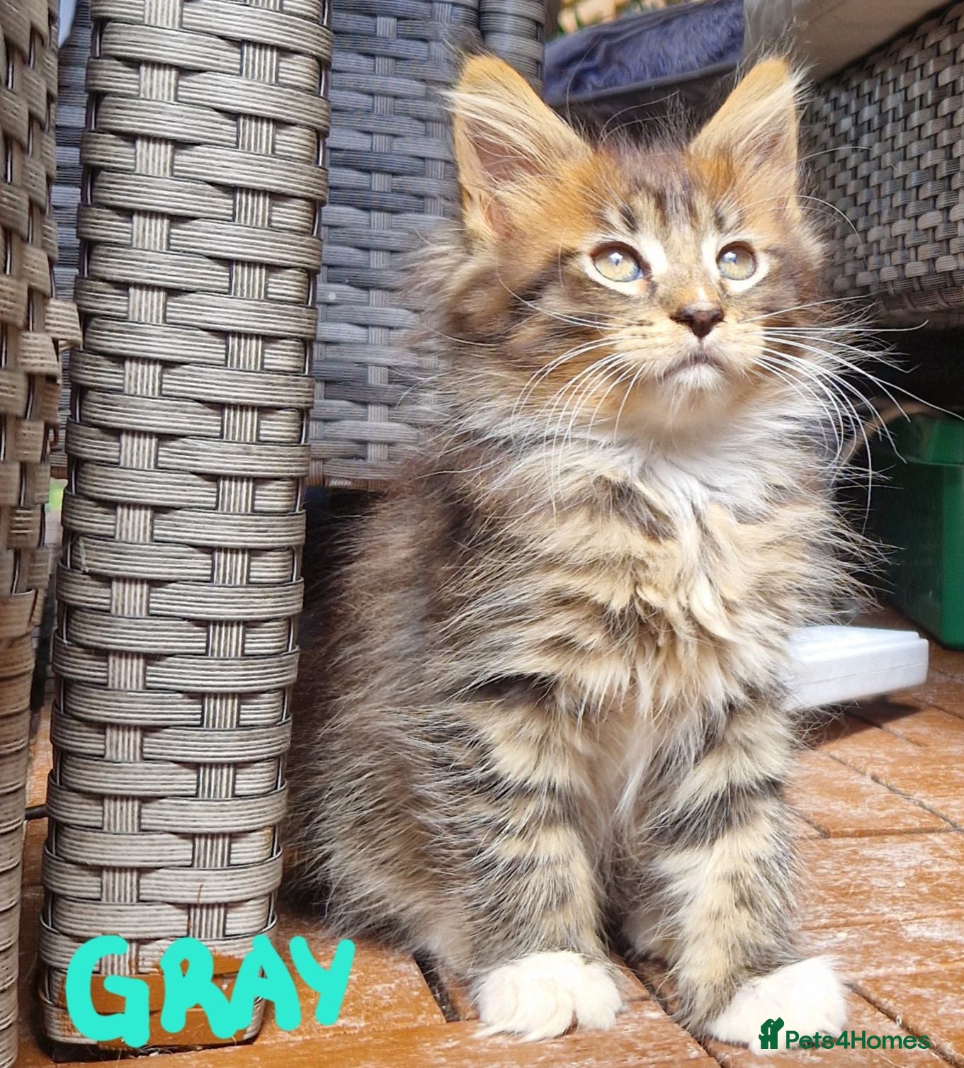 Maine Coon cats Mainecoon and mix maine coon - Advert 1