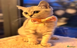 British Shorthair cats for sale: 🐾🌟 Stunningly Rare Silver Tipped (ns12) BSH 🌟🐾 - Image 12