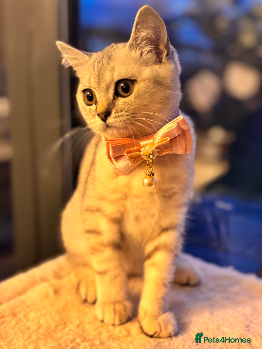 British Shorthair cats for sale: 🐾🌟 Stunningly Rare Silver Tipped (ns12) BSH 🌟🐾 - Image 12