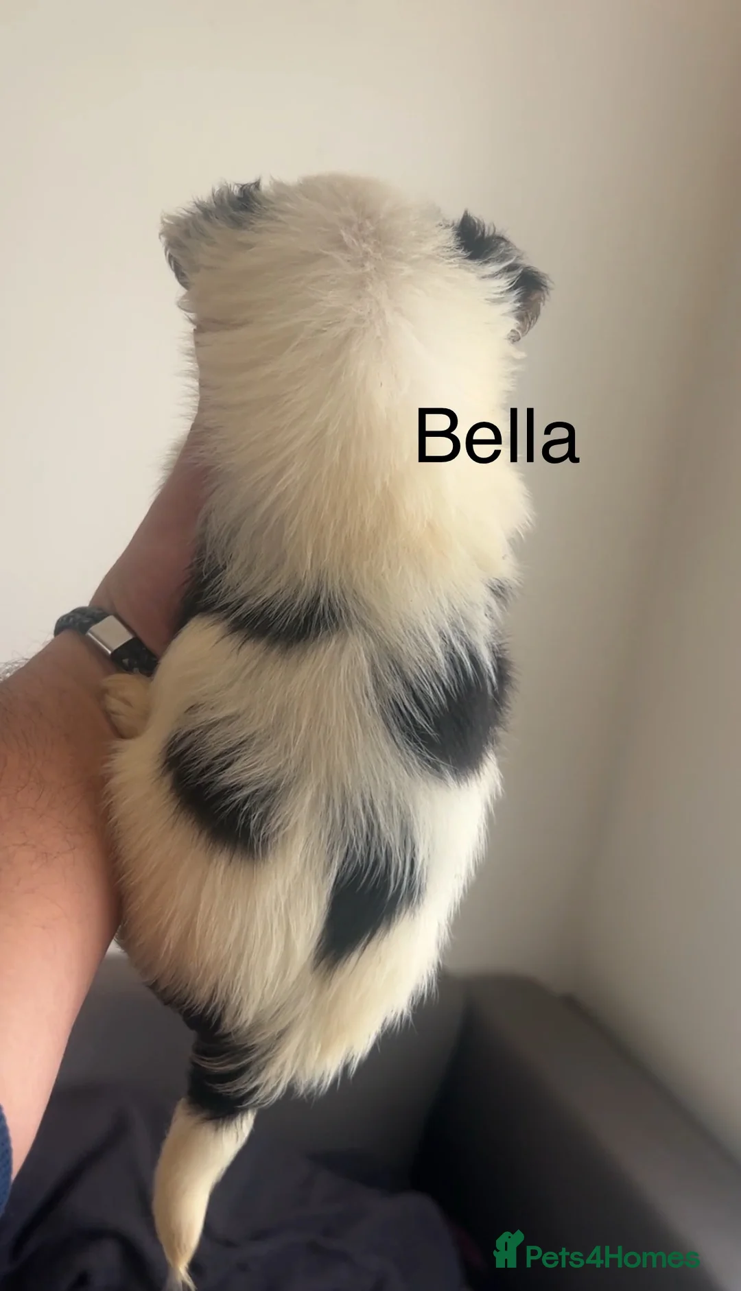 Biewer Terrier dogs for sale: Beautiful Biewer terrier puppies for sale  - Advert 14