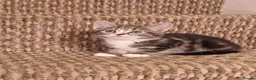 Mixed Breed cats for sale: Beautiful Kittens Ready for Their Forever Homes in Stirling - Advert 5