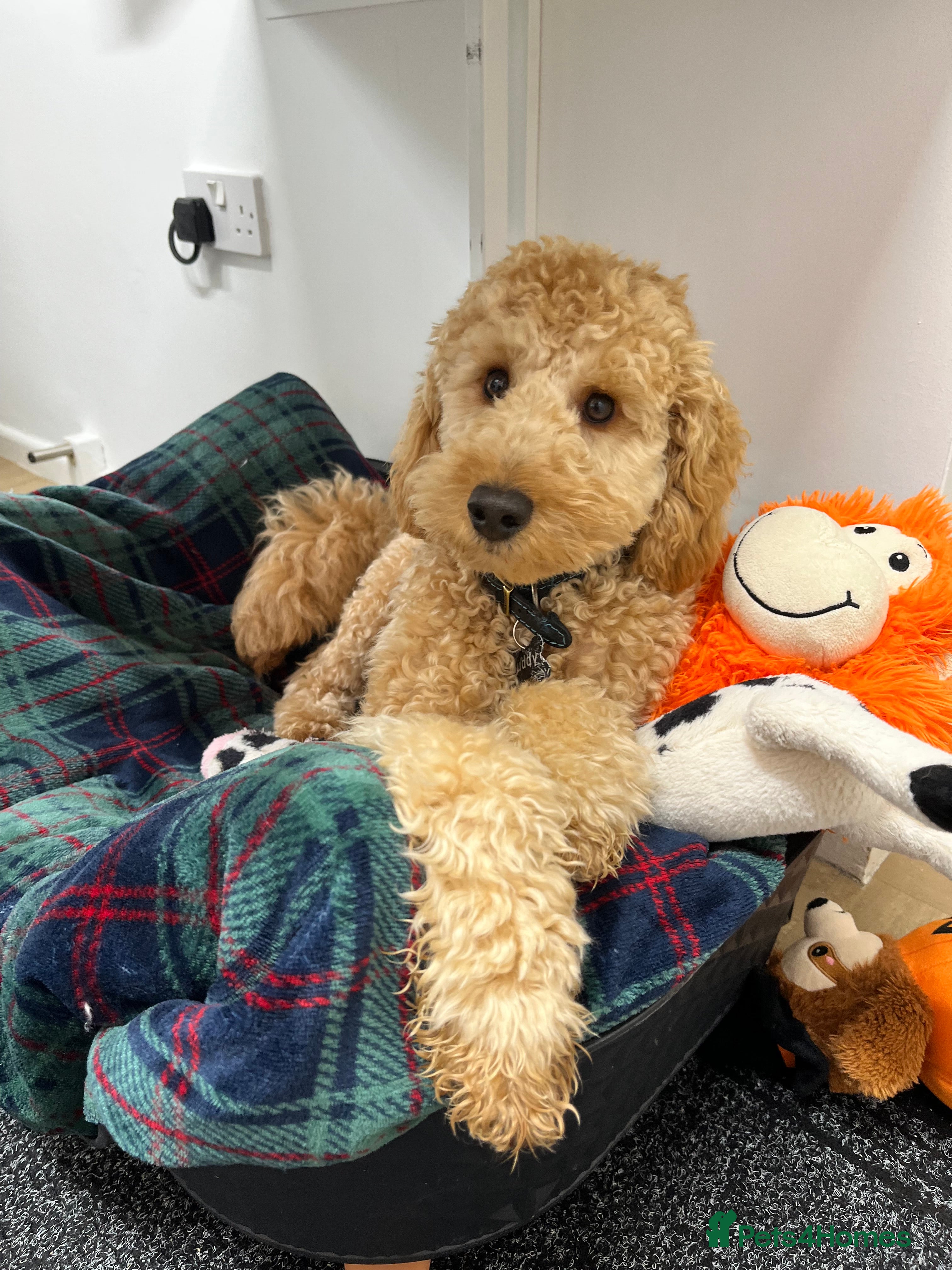 Cavapoo dogs Cavapoo / ball of fluff available  - Advert 1