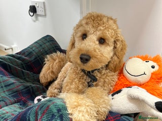 Cavapoo dogs Cavapoo / ball of fluff available - Advert 1