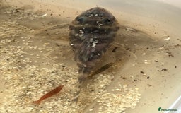 Plecos fish for sale: L333 Gurupa Rare! 9 adults.  - Image 8
