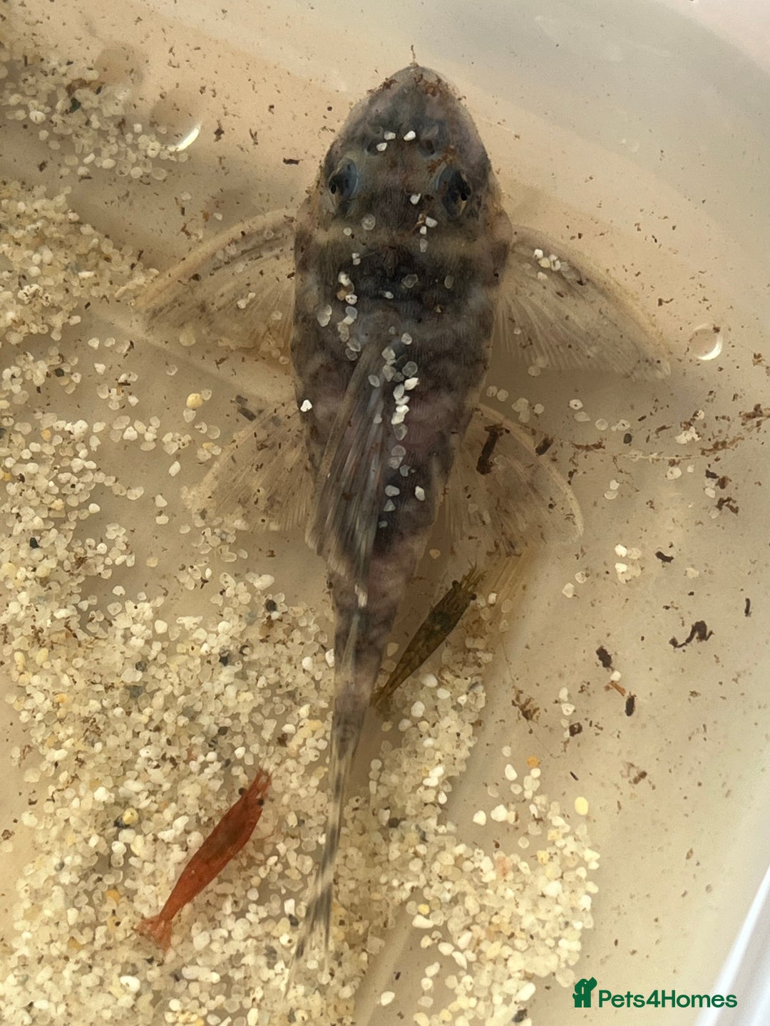 Plecos fish for sale: L333 Gurupa Rare! 9 adults.  - Image 8