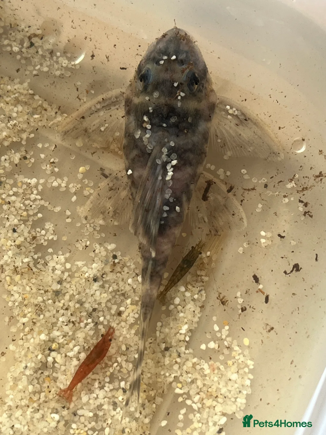 Plecos fish for sale: L333 Gurupa Rare! 9 adults. Pairs also available.  - Advert 7