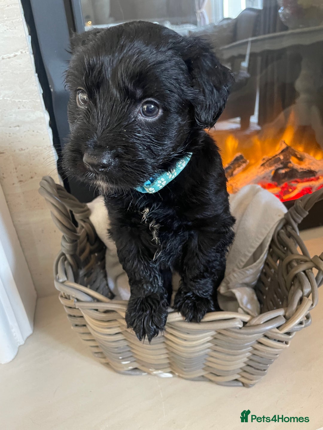 Cocker Spaniel dogs for sale: Cocker spaniel puppy’s  - Image 4