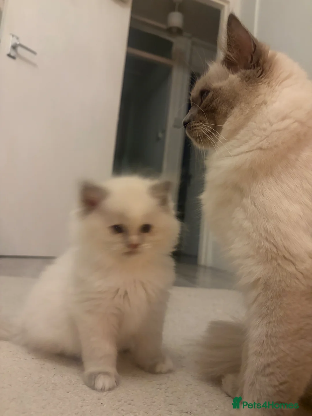 Ragdoll cats for sale: Tortie Ragdoll girl 🩷 - Advert 5