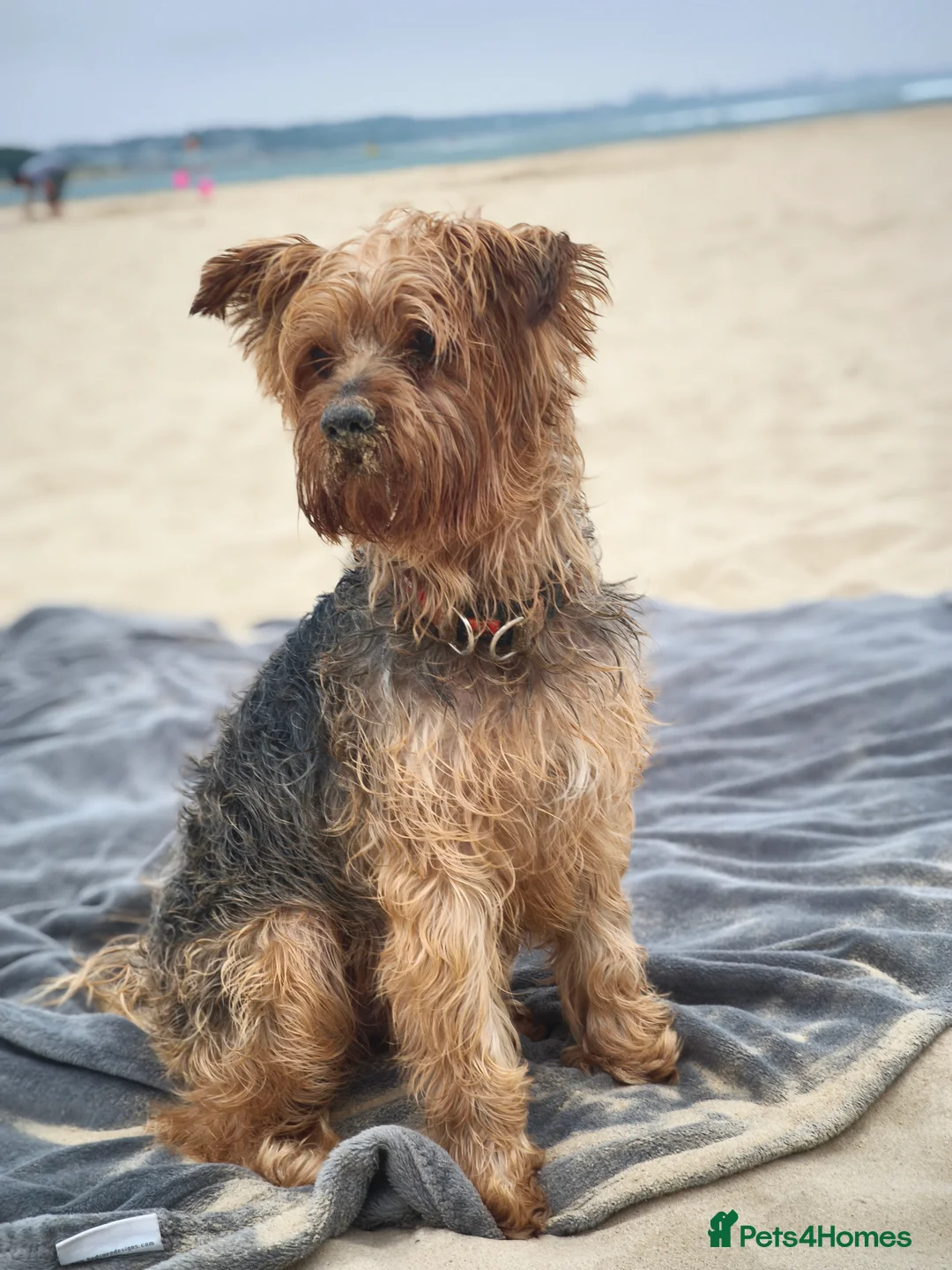Yorkshire Terrier dogs for sale: Adorable Yorkshire Terrier Puppy. ONLY 1 GIRL LEFT - Advert 6