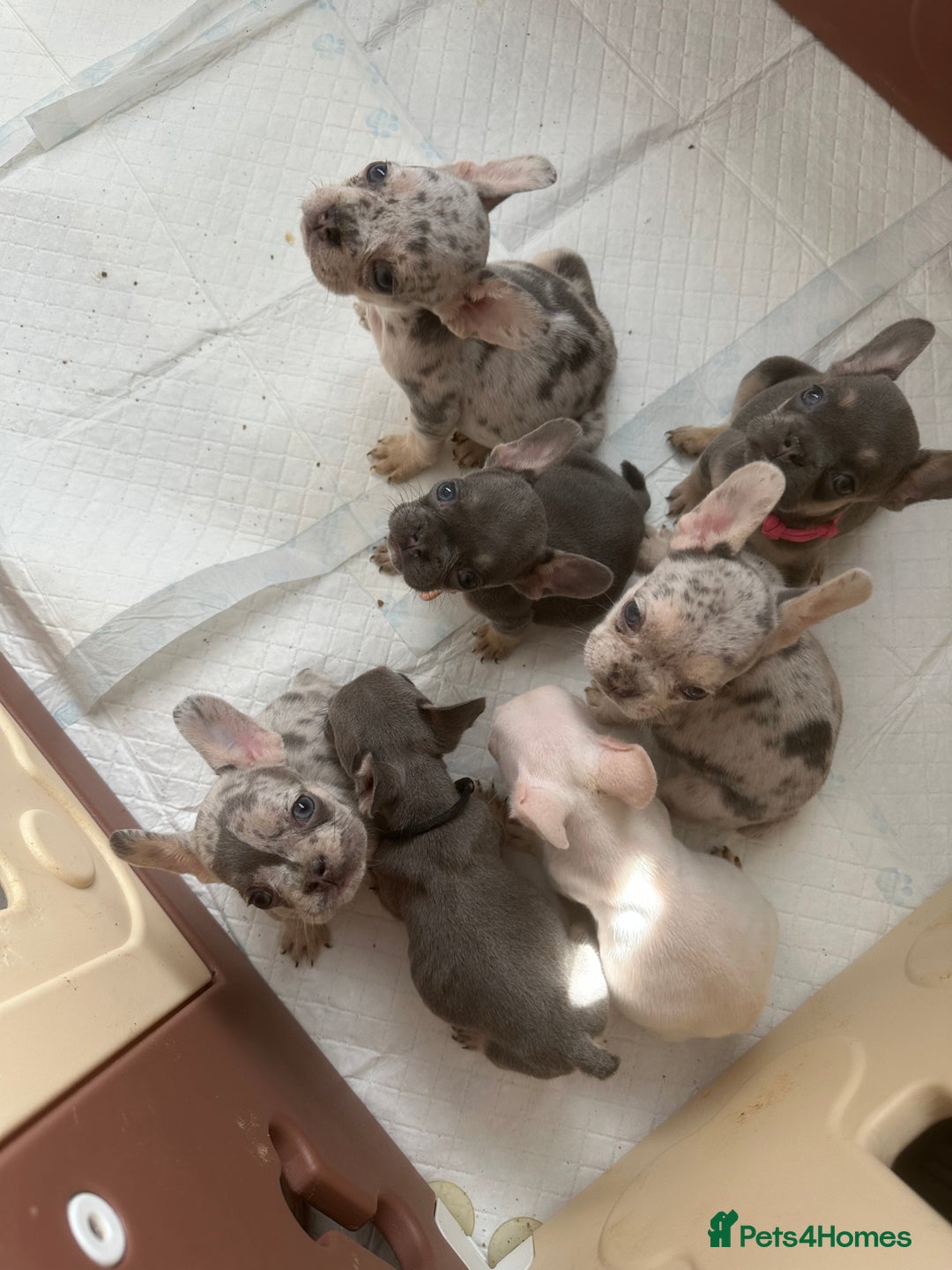 French Bulldog dogs for sale: French bulldog puppies  - Image 11