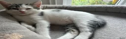 Mixed Breed cats for sale: 4 beautiful kittens, ready today, amazing mix  - Advert 7