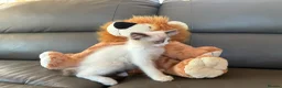Ragdoll cats for sale: GCCF Ragdoll Kittens in Chichester - Advert 14