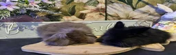 Mini Lion Lop rabbits for sale: Mini lion lop and lion head babies  - Advert 3